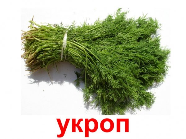 Укроп название для детей