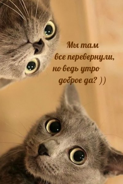 Рататуй мультфильм