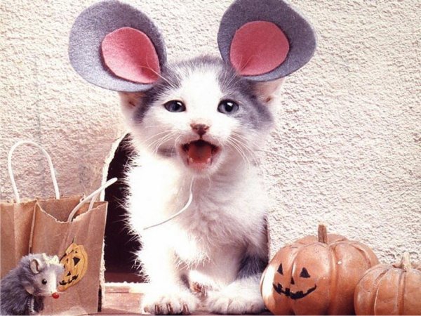 Котики с мышиными ушками