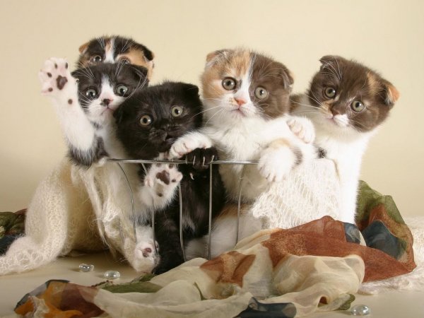 Мимишные котята