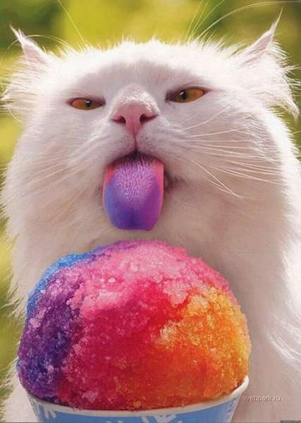 Сладкий котик
