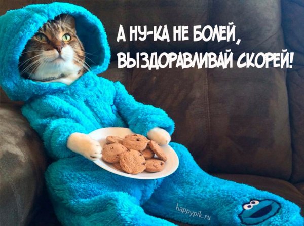 Выздоравливай котик