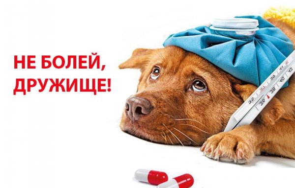 Не болей друг