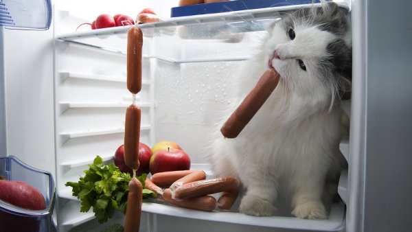 Кот и холод