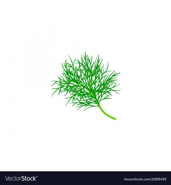 Рисование укропом