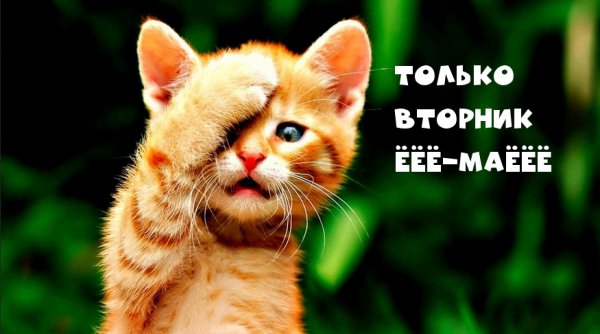 Только вторник прикольные