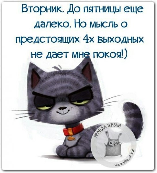 Смешные высказывания про вторник