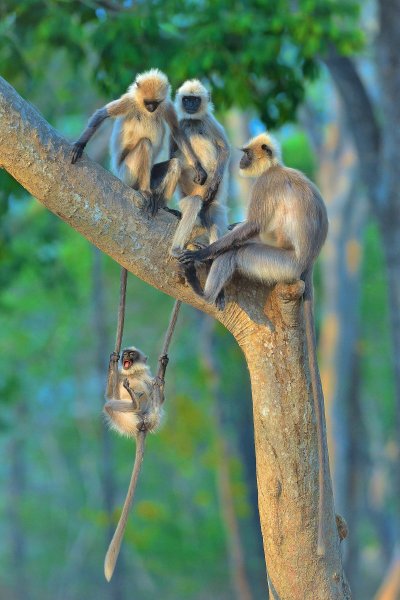 Финалисты конкурса comedy Wildlife Photography Awards: