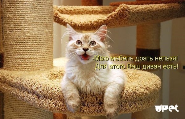 Смешные котики с надписями