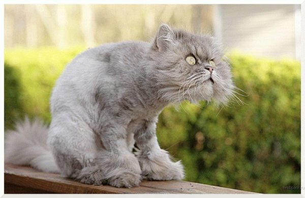 Веселые коты с надписями