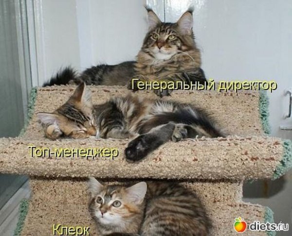 Смешные надписи с котами