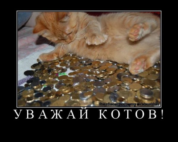 Приколы с котами с надписями