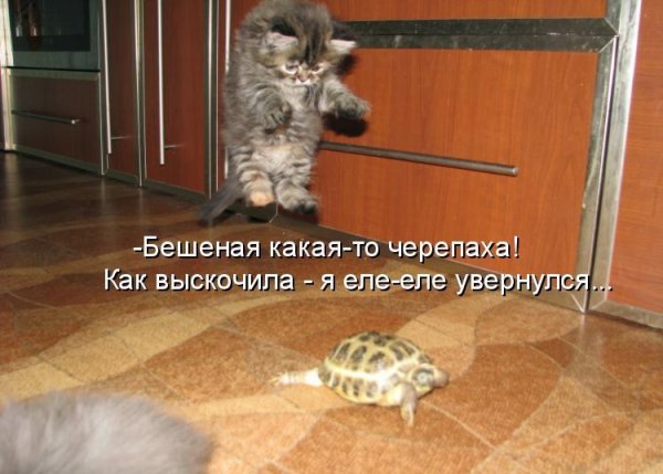 Смешные котята с надписями