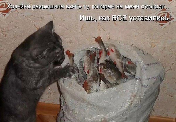 Прикольные надписи с котами