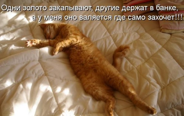Смешные коты картинки с надписями