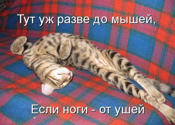 Коты приколы с надписями