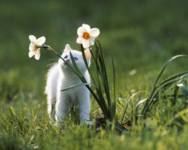 Котенок в подснежниках