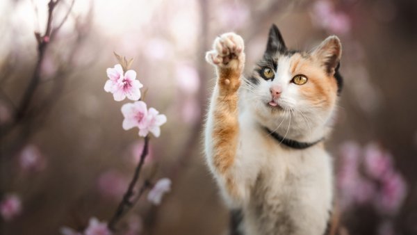 Кошки весной