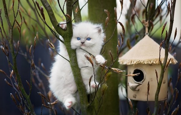 Весна животные
