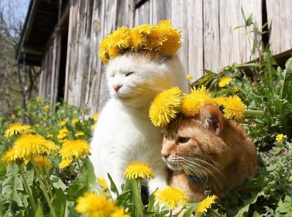 Котик в одуванчиках