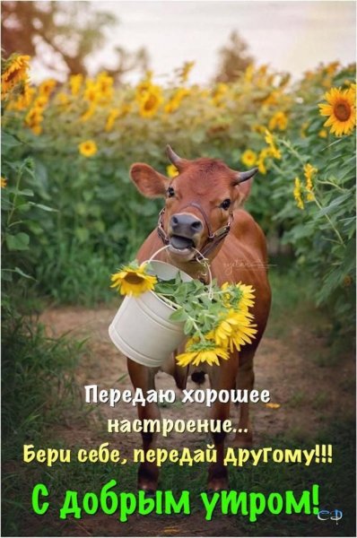 Корова с венком на голове