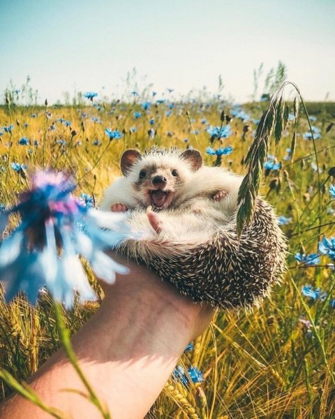 Животные летом