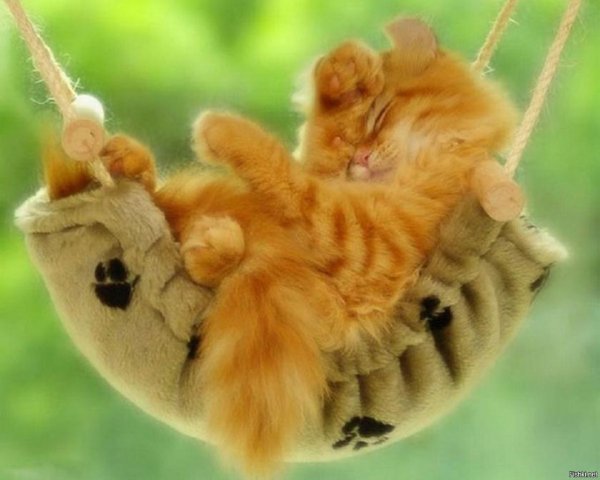 Позитивный кот