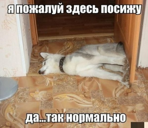 Приколы до слез с надписями