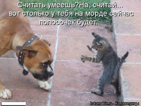 Самые смешные животные с надписями