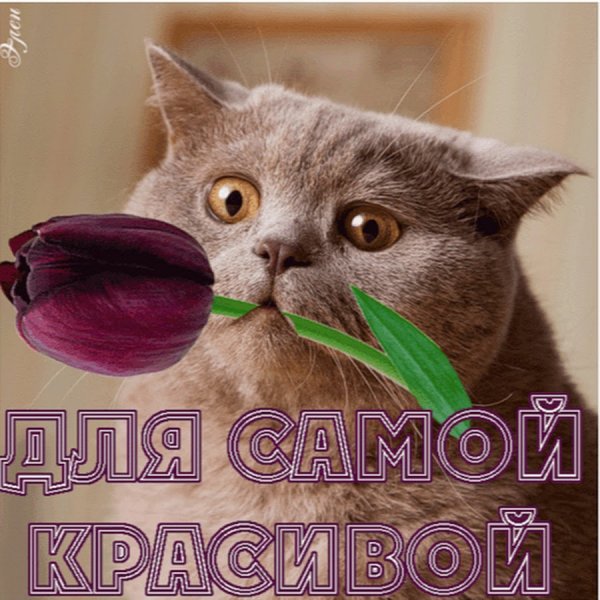 Красивые открытки для девушки