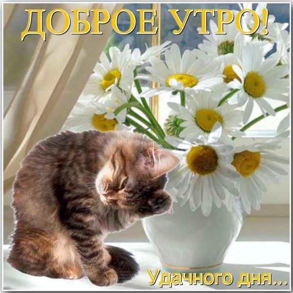 Доброе утро хорошего настроения