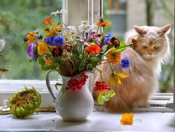 Доброе утро котик цветы