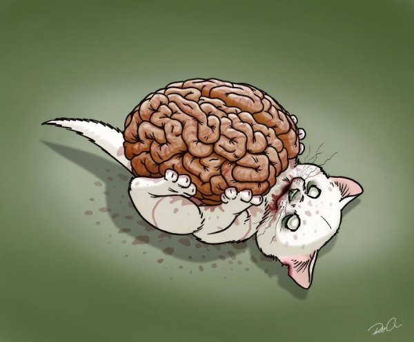 Смешной мозг