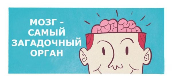 Мозг самый загадочный орган