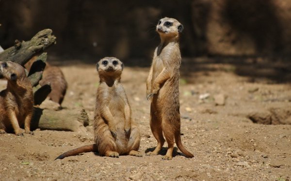Сурикаты National Geographic
