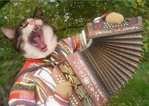 Кот гармонист