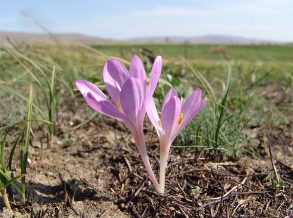 Colchicum Hungaricum