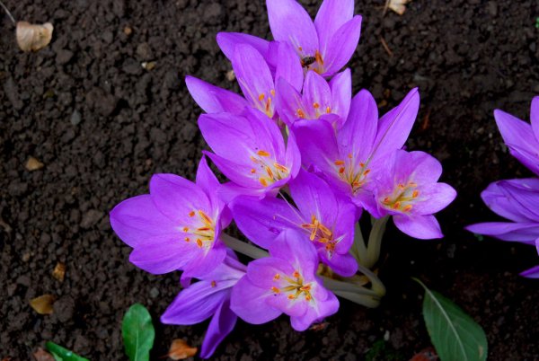 Безвременник яркий Colchicum laetum