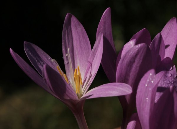 Безвременник осенний (Colchicum autumnale l.).