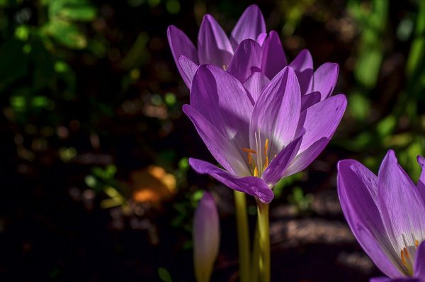 Безвременник теневой (Colchicum umbrosum)