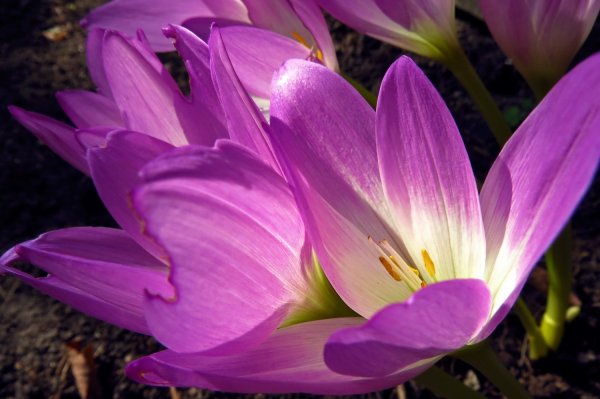 Безвременник яркий Colchicum laetum