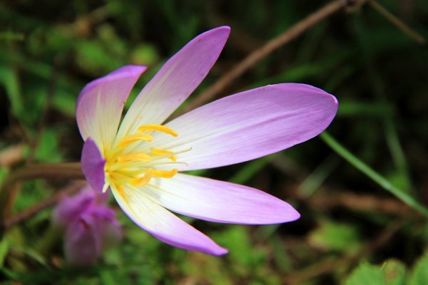 Colchicum laetum