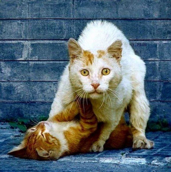 Приколы про мартовских котов