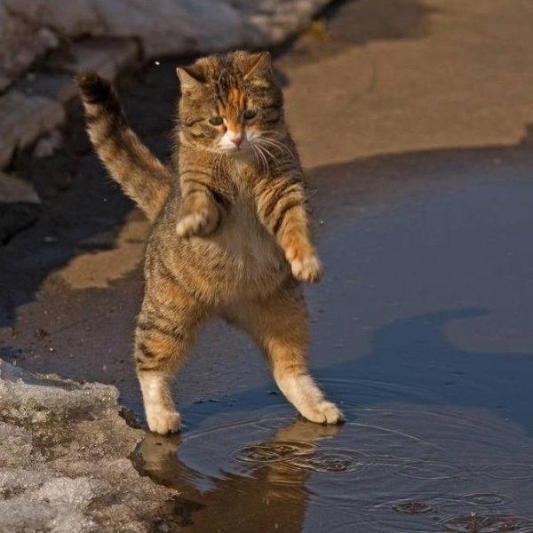 Танцующий кот