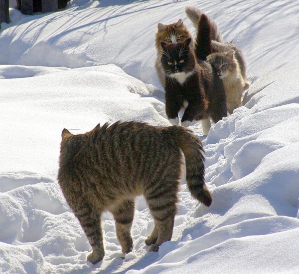 Весна и мартовские коты