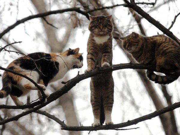 Весна и мартовские коты