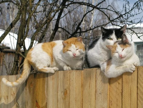 Мартовские коты