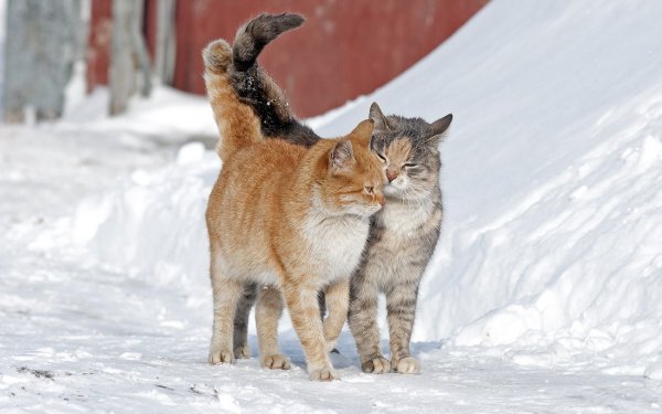 Мартовские коты