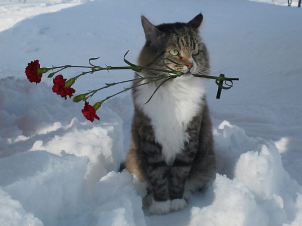 Мартовский кот