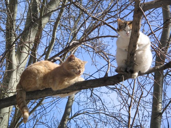 Кот Весна солнце